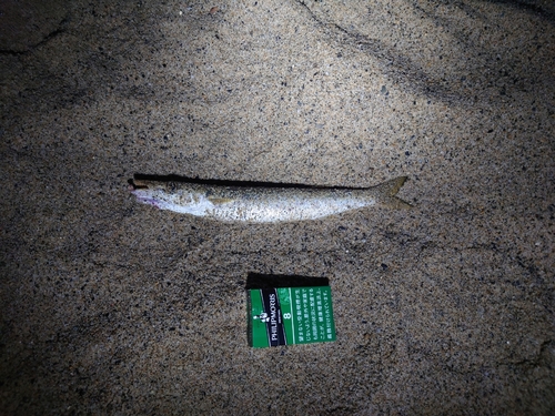 カマスの釣果