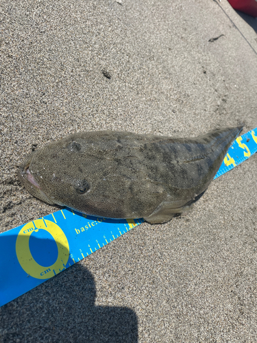 マゴチの釣果