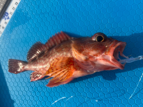 カサゴの釣果