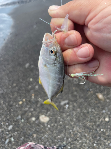 メッキの釣果