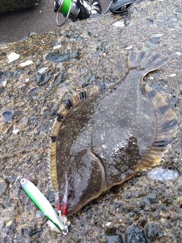 カレイの釣果