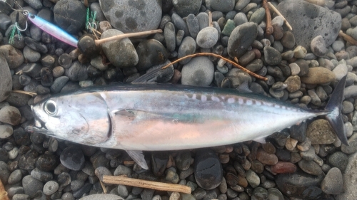 ソウダガツオの釣果