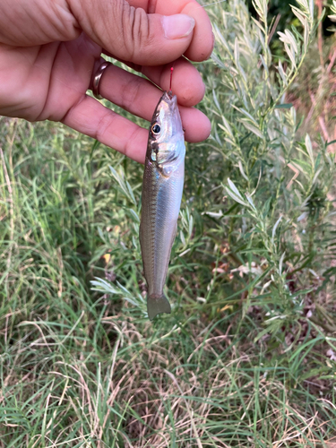 シロギスの釣果