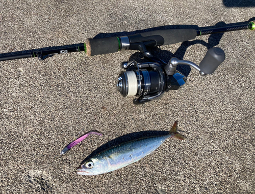 サバの釣果