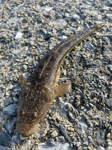 コチの釣果