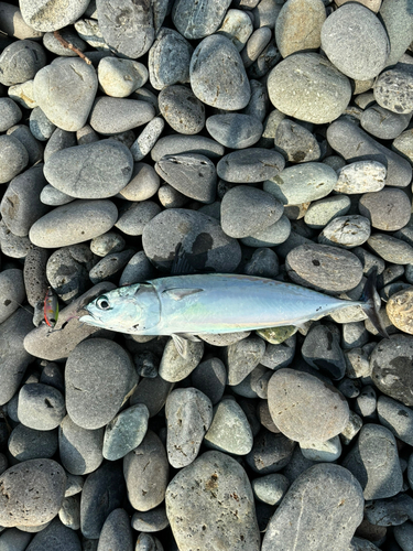 ソウダガツオの釣果