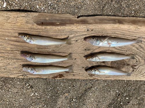 キスの釣果