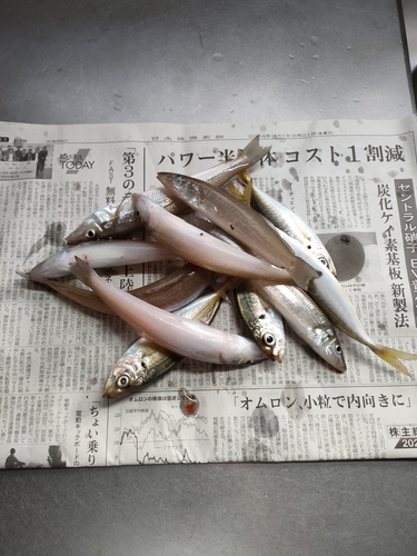 キスの釣果