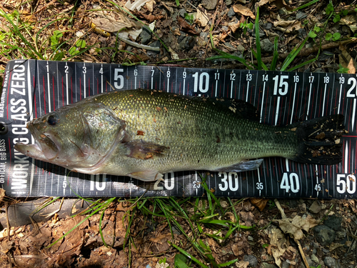 ブラックバスの釣果