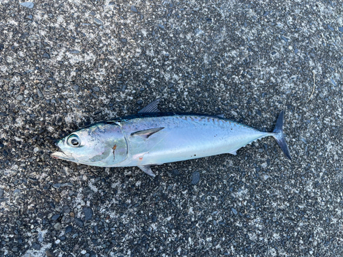 ソウダガツオの釣果