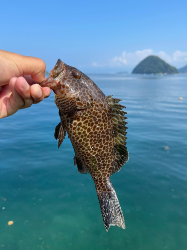 オオモンハタの釣果