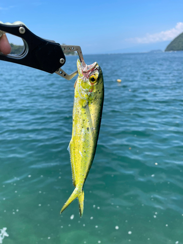 シイラの釣果