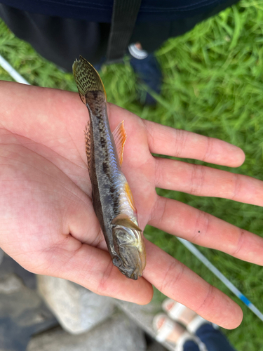 マハゼの釣果