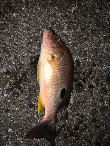 クロホシフエダイの釣果