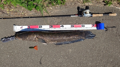 カムルチーの釣果