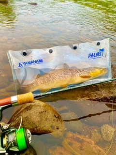 ブラウントラウトの釣果