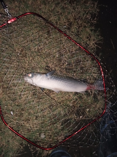 ボラの釣果