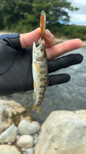 ヤマメの釣果