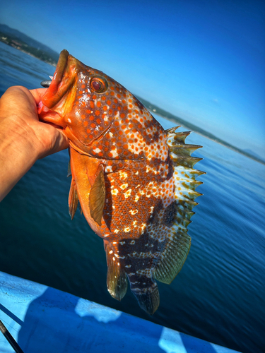 アコウの釣果