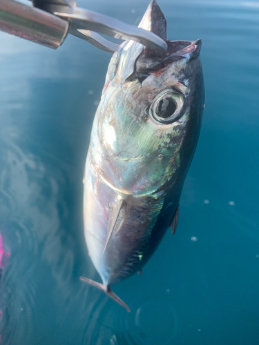 ソウダガツオの釣果