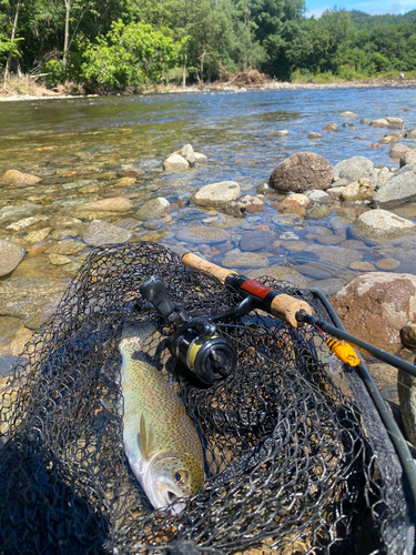 ニジマスの釣果