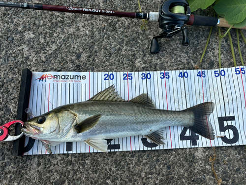 シーバスの釣果