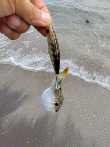 クサフグの釣果