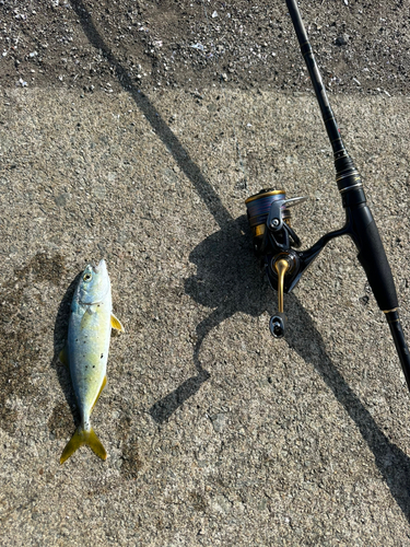 ツバスの釣果