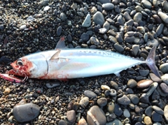 ソウダガツオの釣果