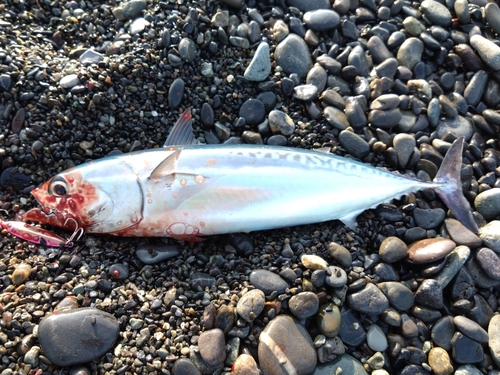 ソウダガツオの釣果