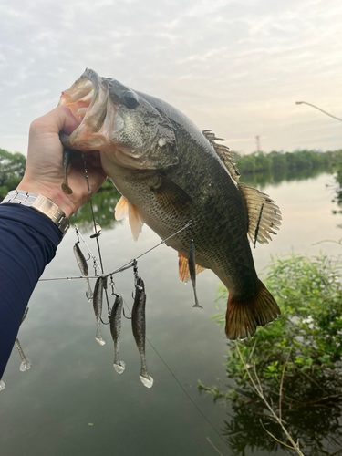 ブラックバスの釣果