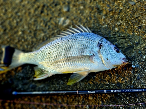 キチヌの釣果