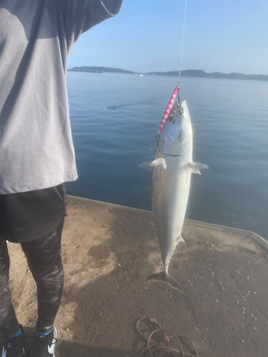 ソウダガツオの釣果