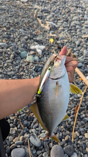 シオの釣果