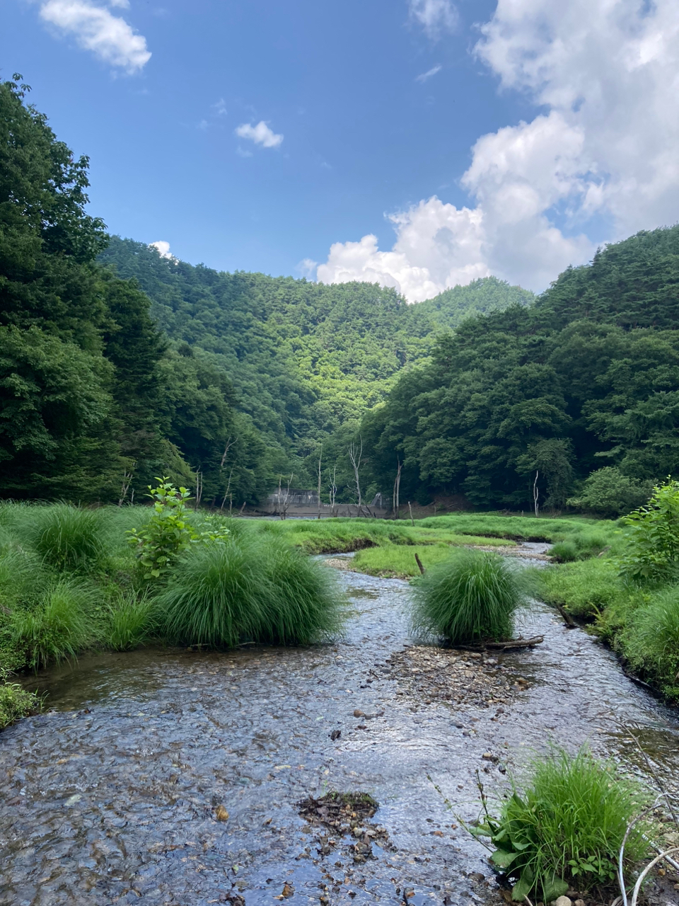 イワナ