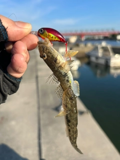 マハゼの釣果