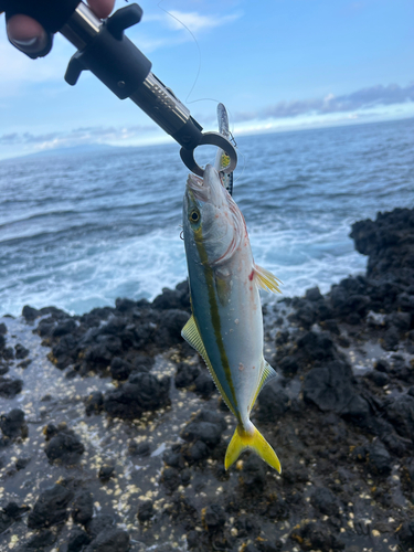 イナダの釣果