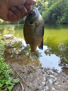 ブルーギルの釣果