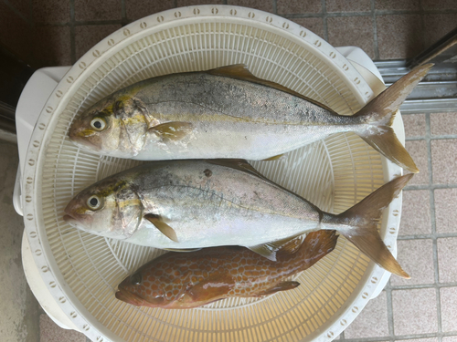 カンパチの釣果