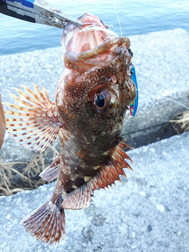 カサゴの釣果