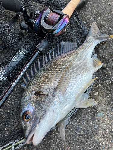 キビレの釣果