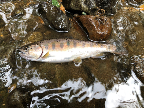 ヤマメの釣果