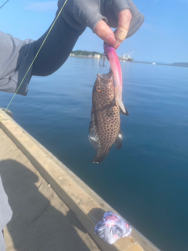 オオモンハタの釣果