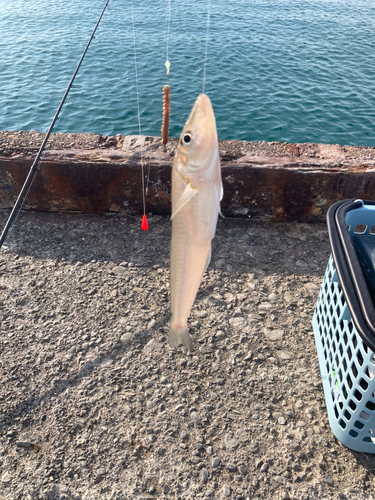 キスの釣果