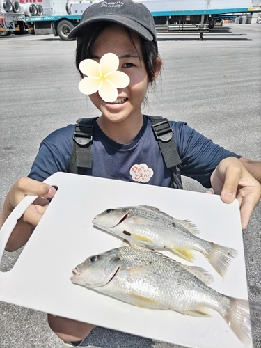 ホシミゾイサキの釣果