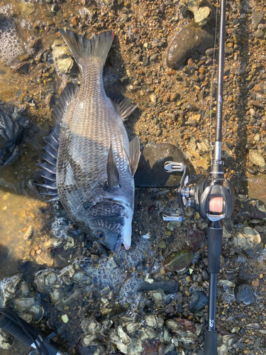 チヌの釣果