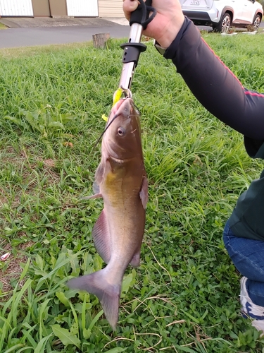 アメリカナマズの釣果