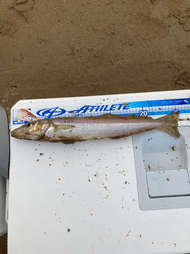 キスの釣果