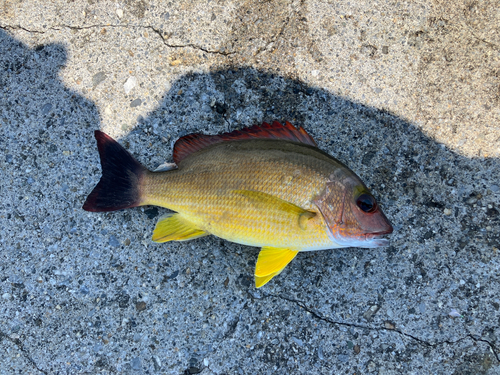 オキフエダイの釣果