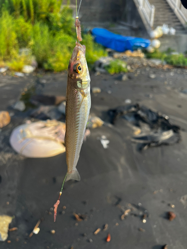 シロギスの釣果